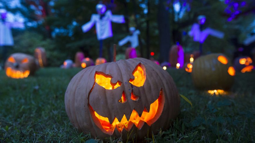 46 Questions And Answers About The Great Jack Olantern - 