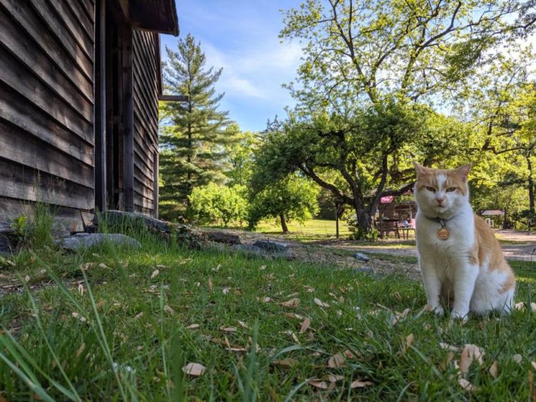 Sheep-to-Shawl: A Cat's Perspective