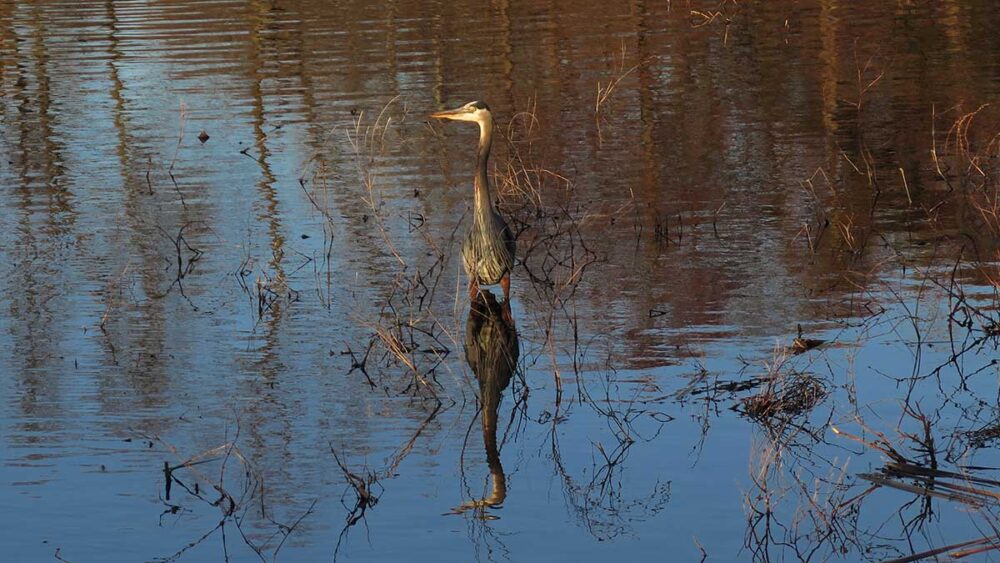 Blue Heron Blue heron standing in pond