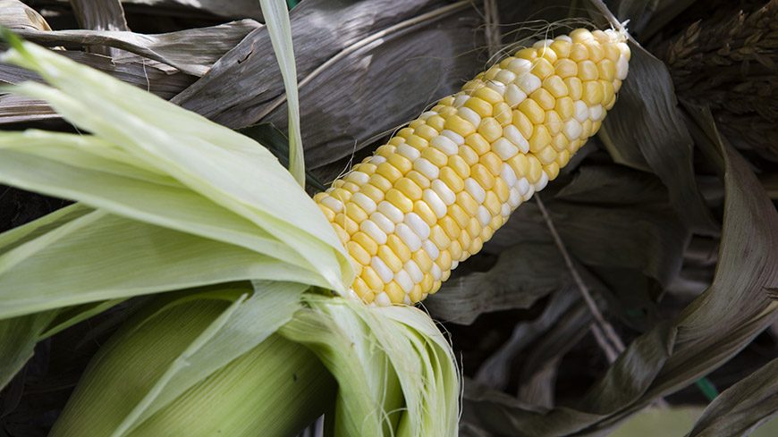 https://hudsonvalley.org/wp-content/uploads/fresh-corn-870-870x489.jpg