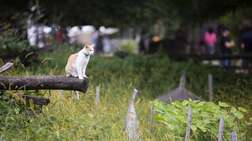 Ginger in the field at Philipsburg Manor