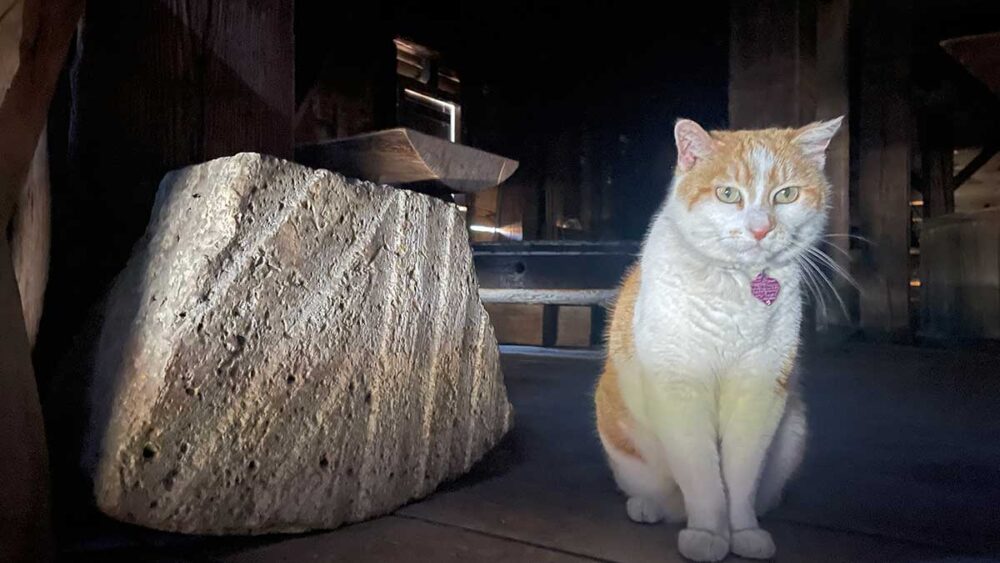 Ginger Orange Cat Photo of orange cat inside a mill