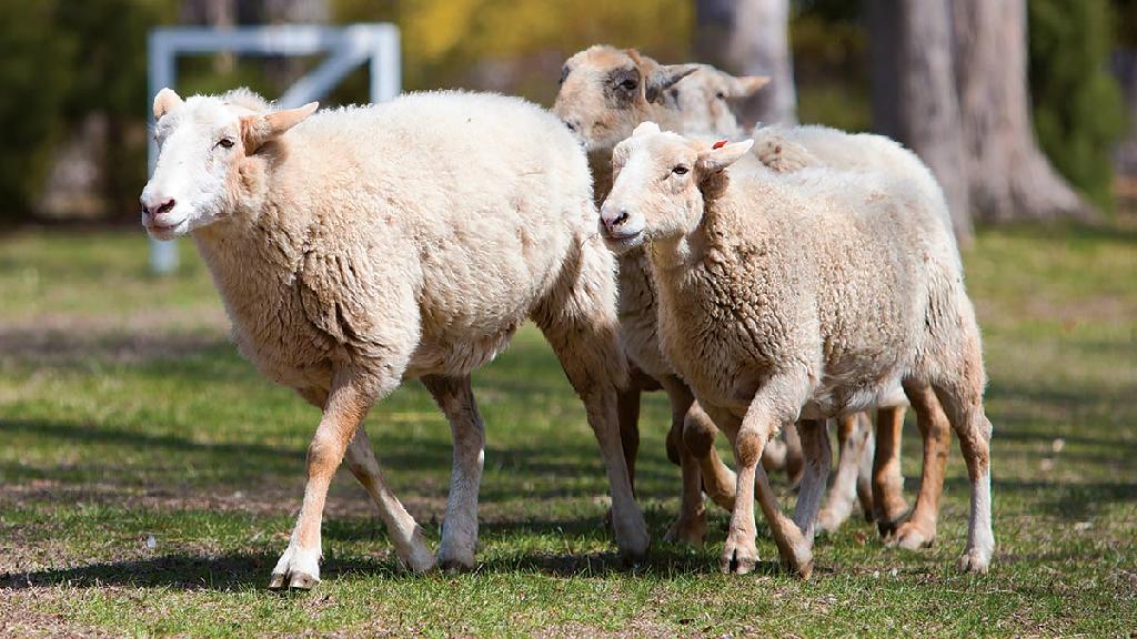 Sheep being herded at Sheep-to-Shawl at Philipsburg Manor
