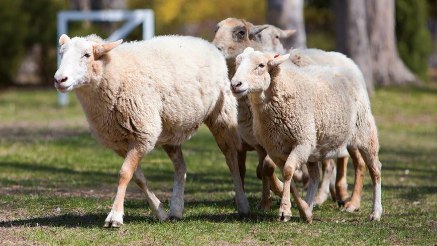 Sheep-to-Shawl